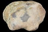 Ceratopsian Dinosaur Toe Bone - Alberta (Disposition #-) #71699-2